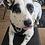 animal, black_spots, black_surface, chair, close_up, curious, dog, domestic, ears, eyes, floor, front_paws, fur, indoor, nose, pet, playful, resting, tongue_out, white