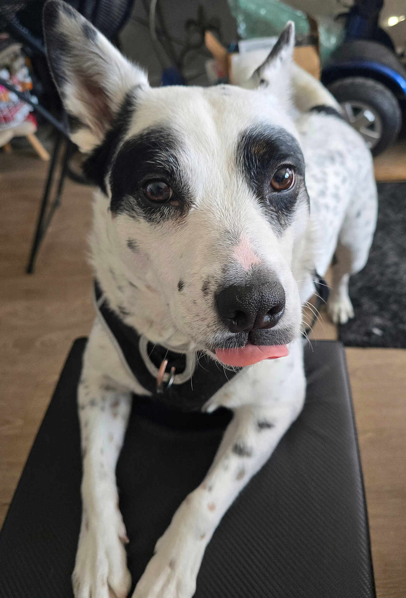 Duke