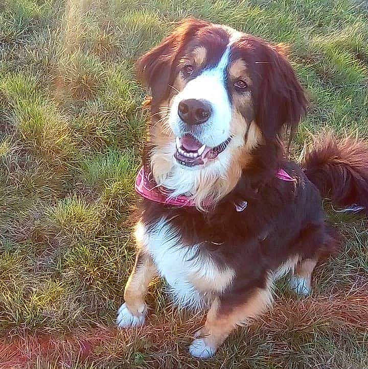 Jeffrey a rejoint le concours — aidez-le/la à gagner de superbes lots ! australian_collie, bernese_mountain_dog, canidae, carnivore, cavalier, companion_dog, dog, dog_breed, english_shepherd, grass, kooikerhondje, liver, mammal, nova_scotia_duck_tolling_retriever, sporting_group, vertebrate, working_dog