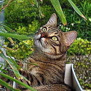 Willow a rejoint le concours — aidez-le/la à gagner de superbes lots ! animal, cat, closeup, curious, daylight, ears, eyes, feline, garden, greenery, leaf, nature, outdoor, pet, plant, planter_box, relaxed, sitting, tabby_cat, whiskers