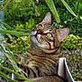 animal, cat, closeup, curious, daylight, ears, eyes, feline, garden, greenery, leaf, nature, outdoor, pet, plant, planter_box, relaxed, sitting, tabby_cat, whiskers