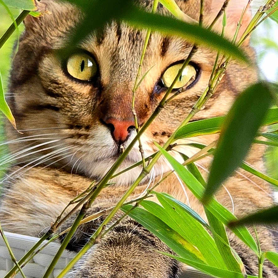 Willow a rejoint le concours — aidez-le/la à gagner de superbes lots ! animal, basket, cat, closeup, curious, cute, eyes, face, feline, fur, greenery, leaf, nature, outdoor, paw, pet, plants, tabby, whiskers, wildlife