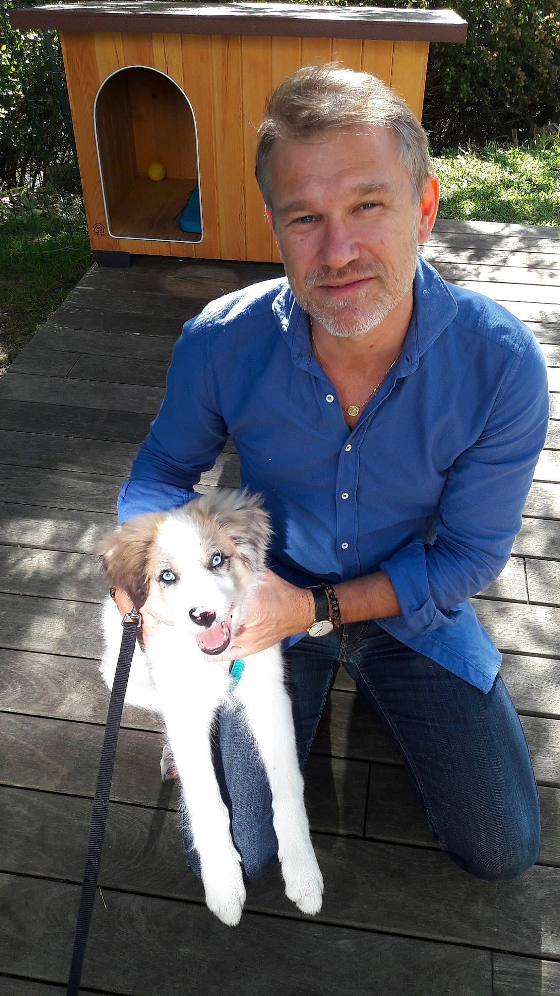 Saxo a rejoint le concours — aidez-le/la à gagner de superbes lots ! belt, blue, canidae, carnivore, chair, companion_dog, dog, dog_breed, dog_walking, event, fashion_accessory, fawn, fur, lap, leash, plant, sitting, sporting_group, terrier, toy_dog