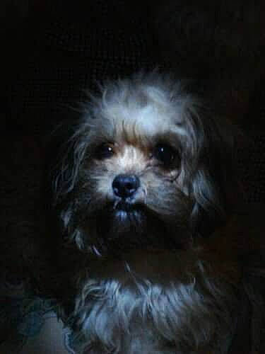 Sheva joined the competition — help win amazing prizes! bolonka, canidae, chinese_imperial_dog, dog, dog_breed, eye, havanese, kyi_leo, lhasa_apso, lowchen, maltepoo, maltese, mammal, morkie, pekapoo, puppy, schnoodle, shih_poo, shih_tzu, snout