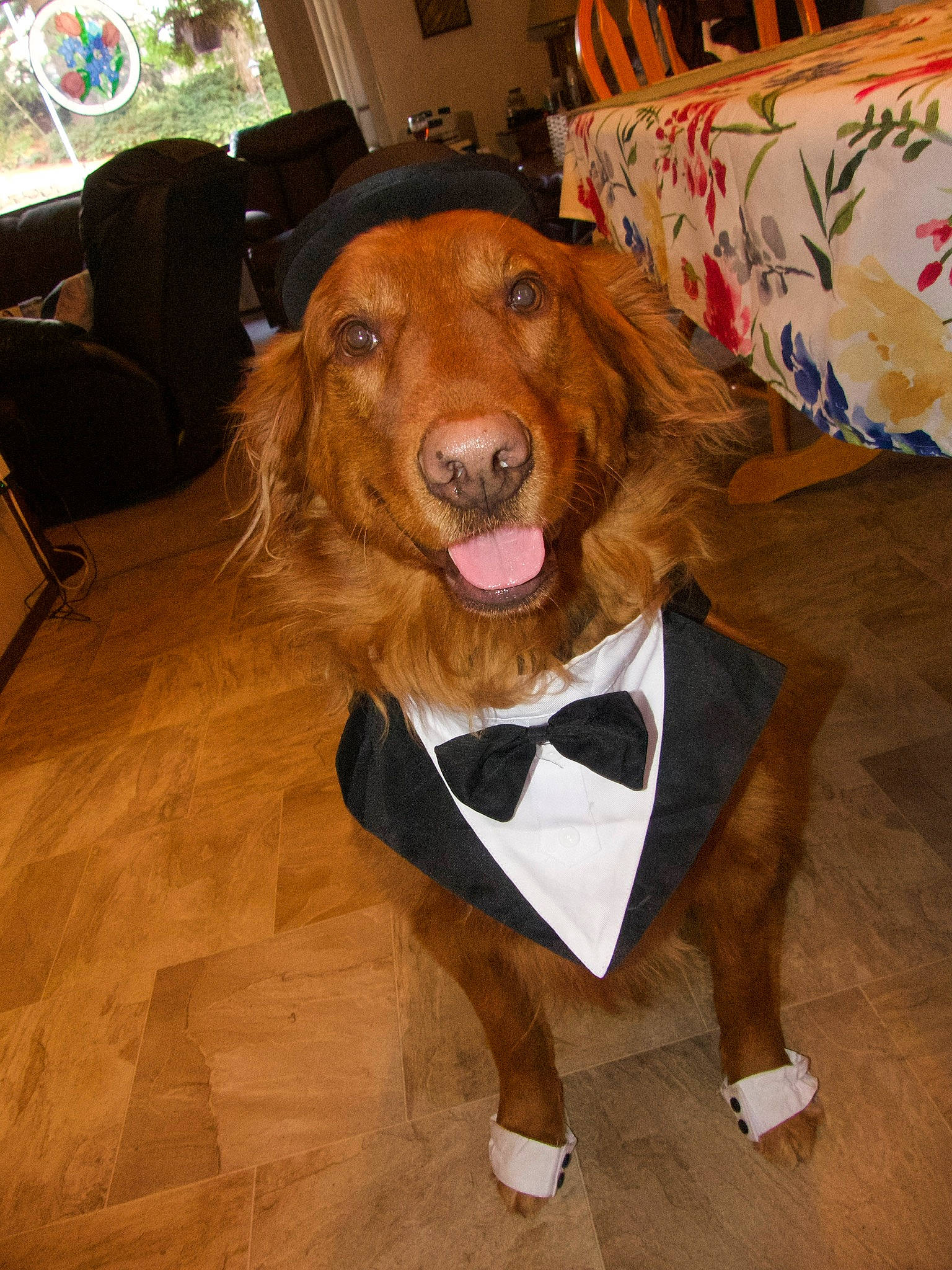 Phil is registered to the contest to win money with this photo: canidae, carnivore, chair, companion_dog, couch, dog, dog_breed, dog_supply, fawn, flooring, fun, fur, hardwood, liver, pet_supply, snout, spaniel, sporting_group, wood, working_animal