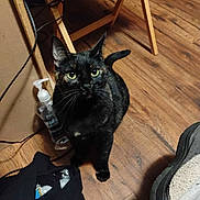 Mama'S joined the competition — help win amazing prizes! cat, tortoiseshell, indoor, wooden_floor, yellow_eyes, pet, curious, floor, bottle, bag, slipper, domestic_animal, feline, looking_up, whiskers, ears, tail, home, flooring, object