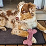 animal, blue_eyes, bone_toy, brown_and_white, canine, companion, curtains, dog, doorway, fur, home, house, indoor_outdoor, laying_down, mat, paw, pet, relaxed, toy, wood_floor