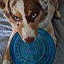Vogue participe au concours pour gagner de l'argent avec cette photo : animal, bedspread, blue_eyes, brown_fur, canine, close_up, dog, ears, frisbee, indoor, looking_at_camera, lying_down, nose, patterned_surface, paw, pet, playful, tan_fur, toy, white_fur