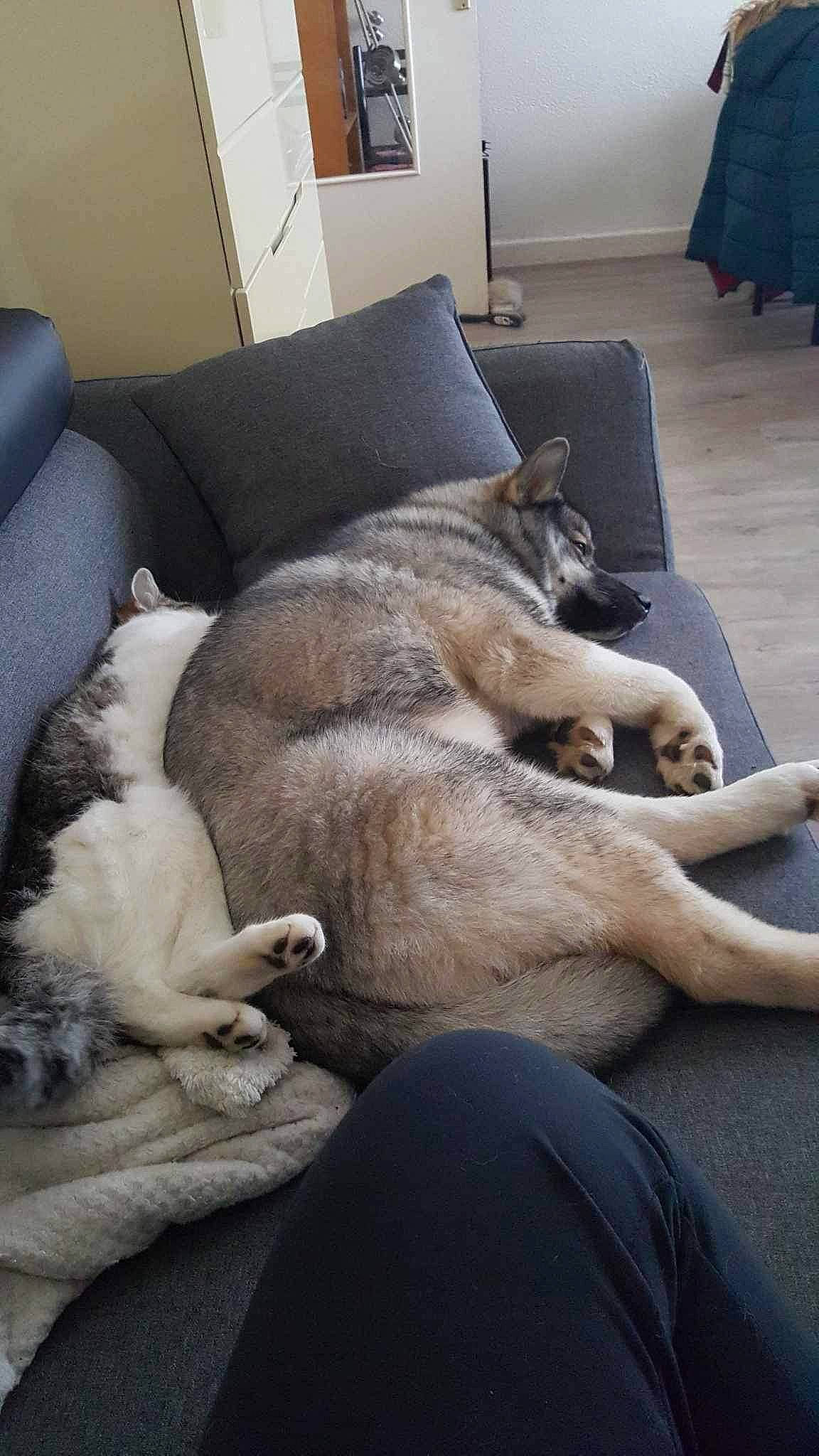 Loustik a rejoint le concours — aidez-le/la à gagner de superbes lots ! carnivore, comfort, companion_dog, couch, dog, dog_breed, fawn, felidae, floor, flooring, fur, grey, hardwood, living_room, mammal, room, tail, vertebrate, window, wood