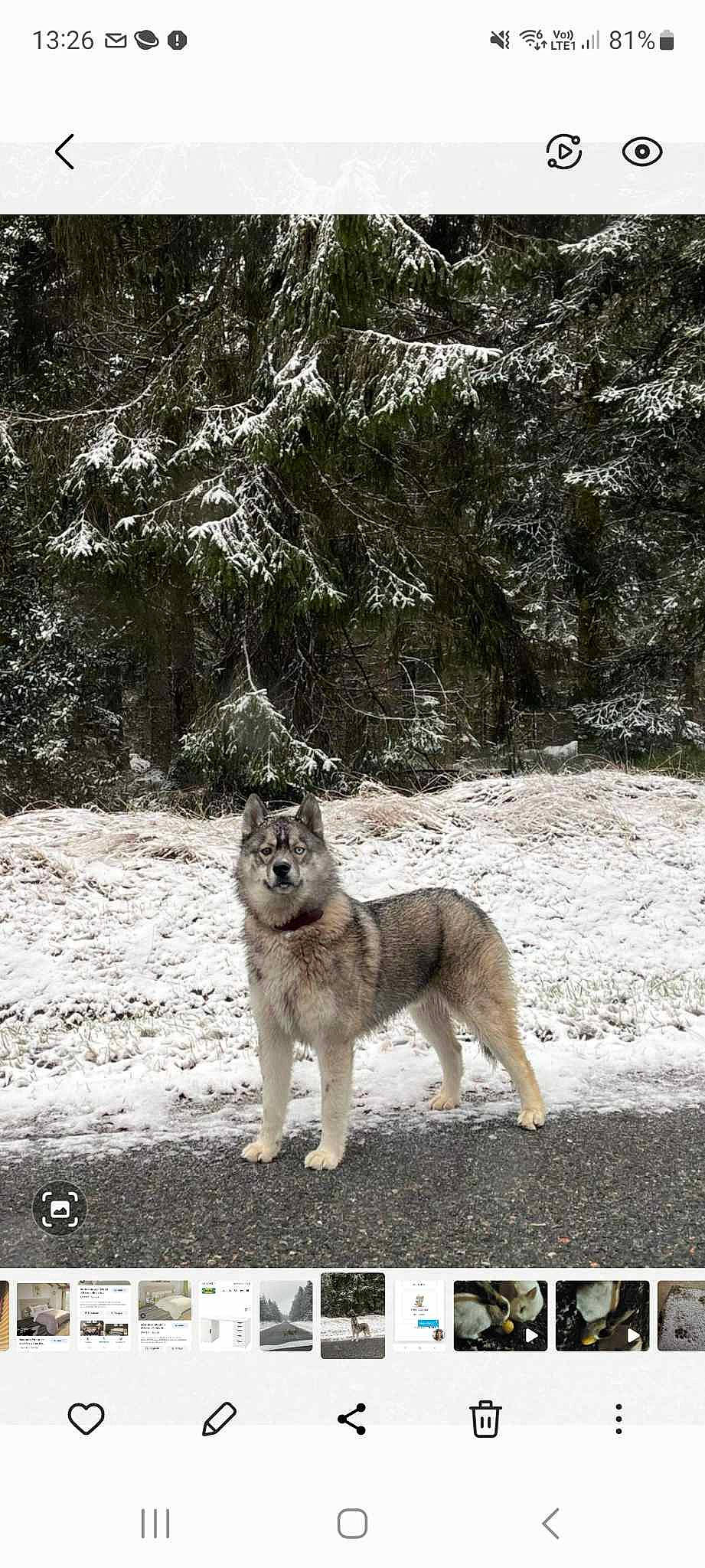 Loustik participe au concours pour gagner de l'argent avec cette photo : canis, canis_lupus_tundrarum, carnivore, dog, dog_breed, freezing, mammal, monochrome, monochrome_photography, plant, sled_dog, snow, sporting_group, tail, terrestrial_animal, tree, vertebrate, wildlife, winter, wolf