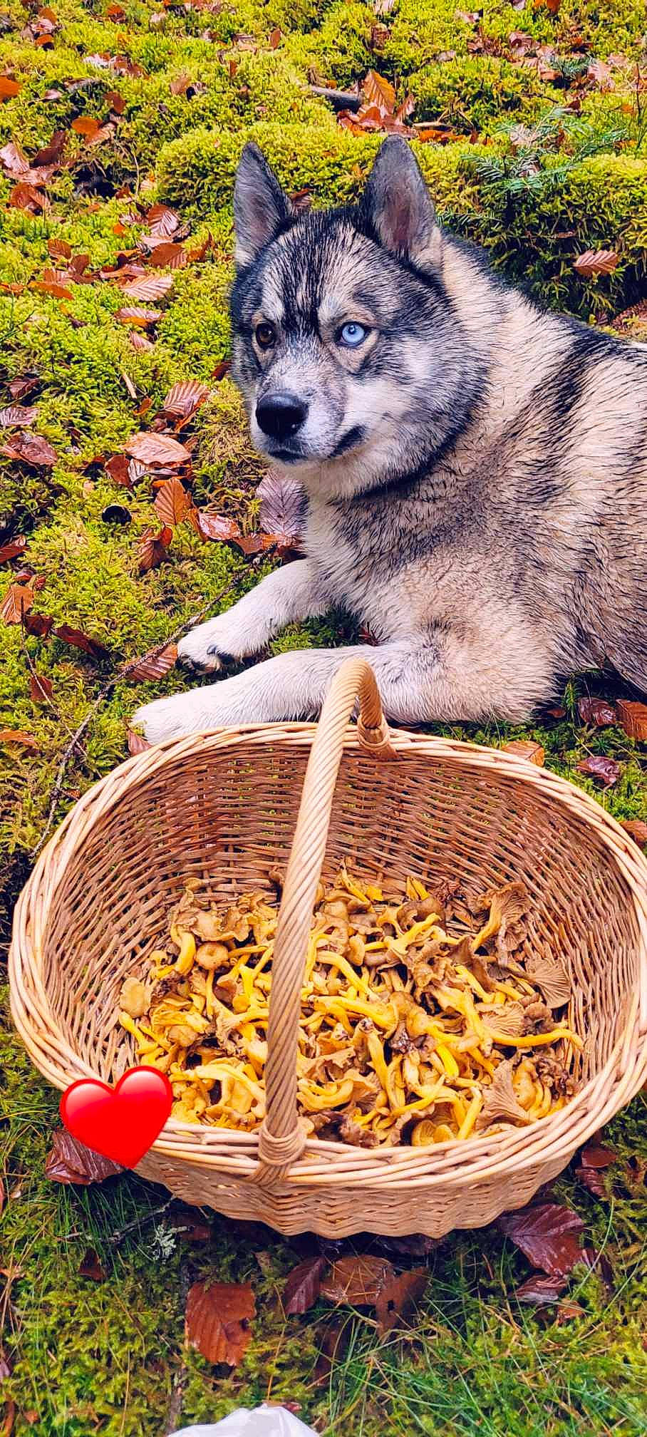 Loustik participe au concours pour gagner de l'argent avec cette photo : autumn, basket, bird_supply, carnivore, companion_dog, dog, dog_breed, fawn, grass, ingredient, natural_foods, people_in_nature, plant, produce, sled_dog, soil, superfood, tree, wood, working_dog