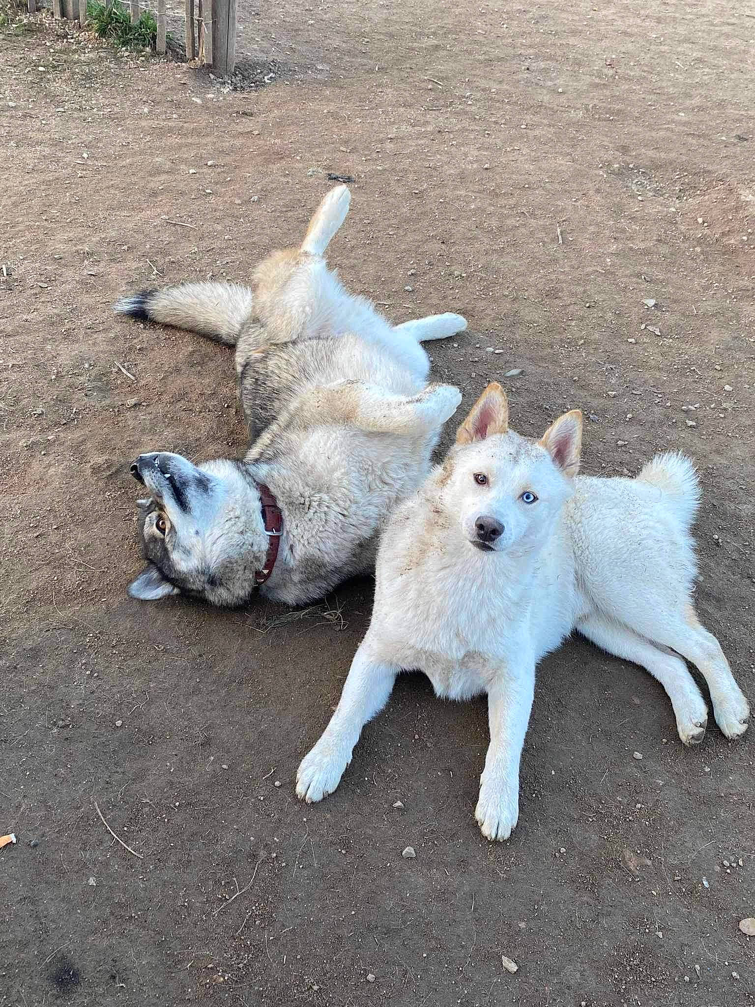 Loustik participe au concours pour gagner de l'argent avec cette photo : ancient_dog_breeds, canidae, carnivore, collar, companion_dog, dog, dog_breed, fawn, non_sporting_group, snout, sporting_group, street_dog, tail, working_animal, working_dog