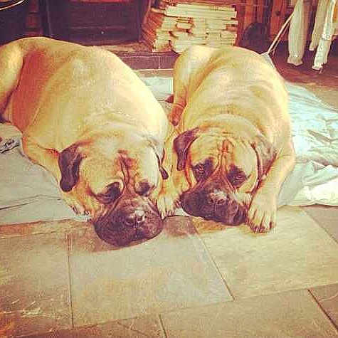Dillon And Daisy is registered to the contest to win money with this photo: