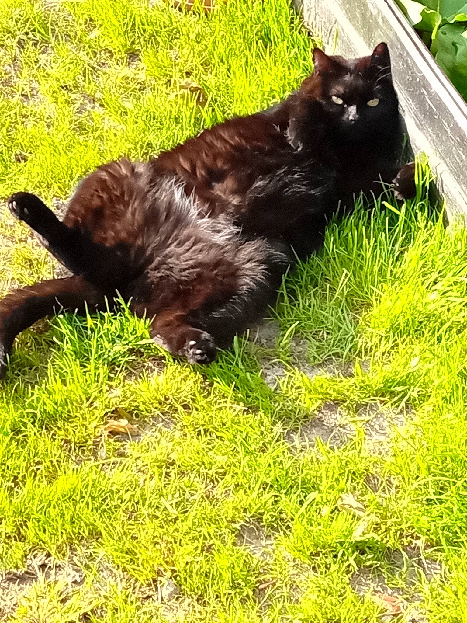 Mina a rejoint le concours — aidez-le/la à gagner de superbes lots ! black_cat, bombay, carnivore, cat, dog_breed, domestic_short_haired_cat, felidae, fur, grass, grassland, groundcover, liver, pasture, plant, small_to_medium_sized_cats, sporting_group, tail, terrestrial_animal, whiskers