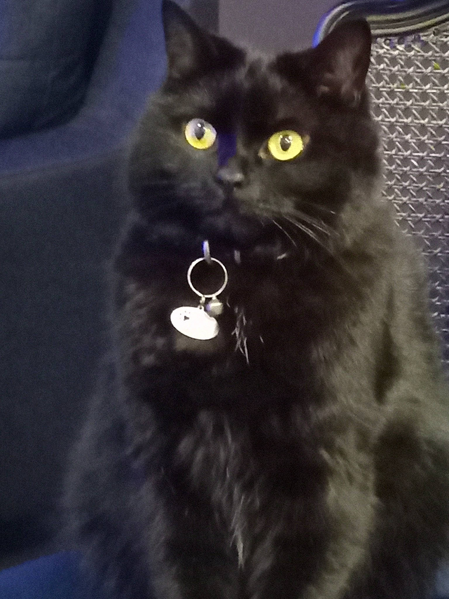 Mina participe au concours pour gagner de l'argent avec cette photo : black_cat, bombay, carnivore, cat, claw, darkness, domestic_short_haired_cat, electric_blue, eye, felidae, fur, iris, monochrome, monochrome_photography, small_to_medium_sized_cats, snout, tail, terrestrial_animal, whiskers, window