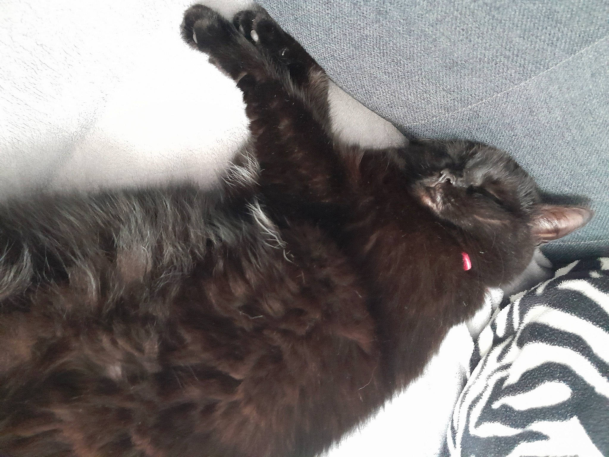 Mina a rejoint le concours — aidez-le/la à gagner de superbes lots ! black_cat, canidae, carnivore, cat, claw, comfort, dog_breed, domestic_short_haired_cat, felidae, fur, grey, nap, paw, small_to_medium_sized_cats, snout, sporting_group, tail, terrestrial_animal, whiskers