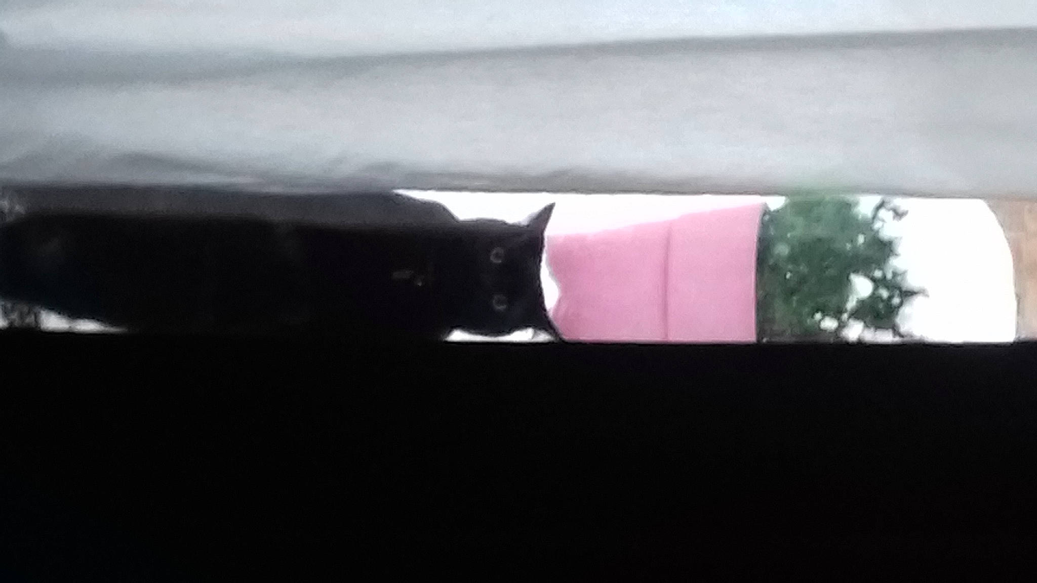 Mina a rejoint le concours — aidez-le/la à gagner de superbes lots ! auto_part, automotive_exterior, automotive_lighting, automotive_window_part, carnivore, cat, darkness, felidae, fur, magenta, plant, sky, small_to_medium_sized_cats, snout, tail, tints_and_shades, tree, whiskers, window, windshield