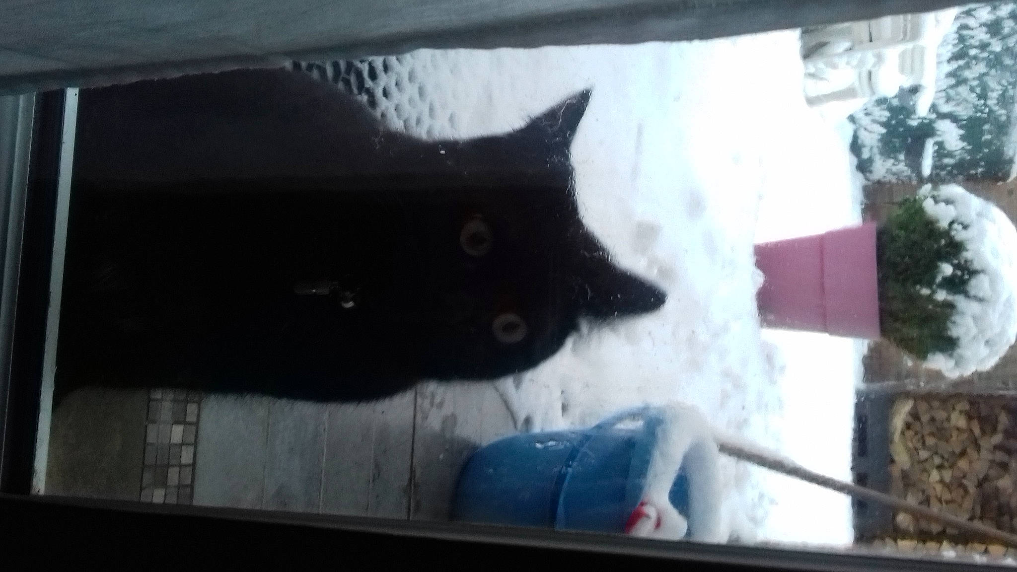 Mina a rejoint le concours — aidez-le/la à gagner de superbes lots ! auto_part, automotive_exterior, automotive_window_part, black_cat, carnivore, cat, domestic_short_haired_cat, electric_blue, felidae, fur, room, small_to_medium_sized_cats, snout, tail, tints_and_shades, tree, vehicle_door, whiskers, window, windshield