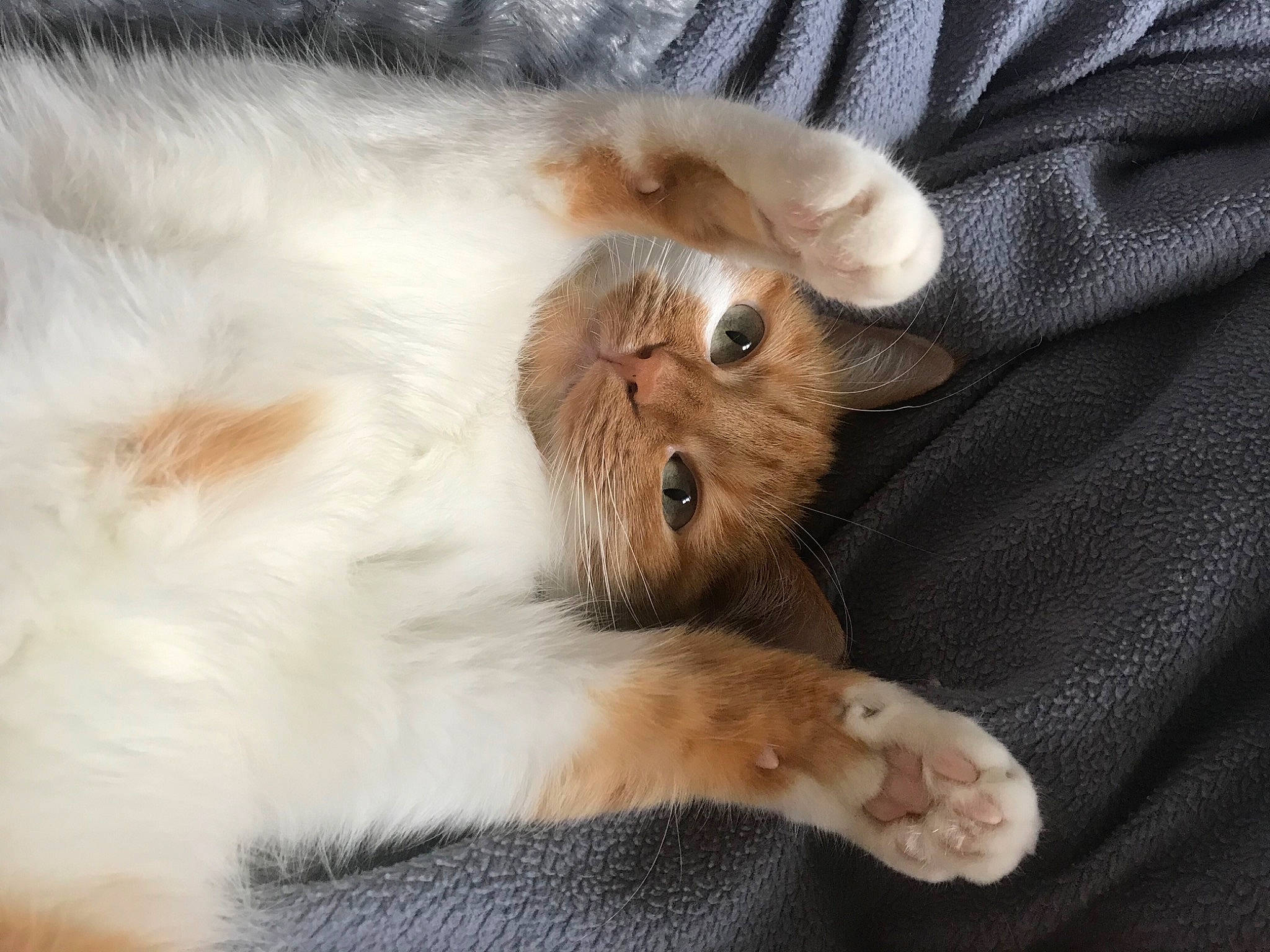 Nuggets a rejoint le concours — aidez-le/la à gagner de superbes lots ! canidae, carnivore, cat, claw, comfort, companion_dog, dog_breed, ear, fang, felidae, fur, liver, paw, small_to_medium_sized_cats, tail, terrestrial_animal, whiskers