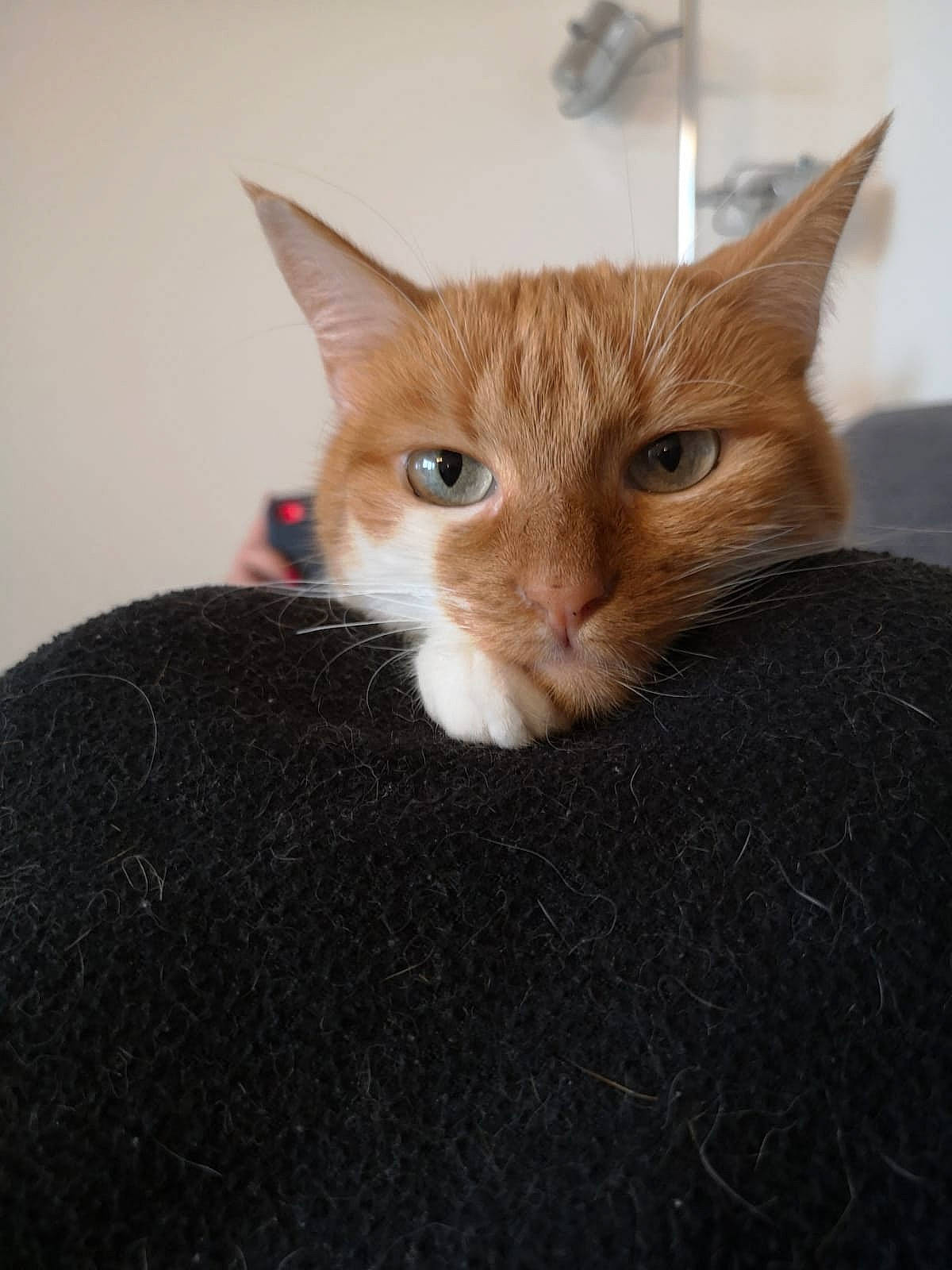 Nuggets a rejoint le concours — aidez-le/la à gagner de superbes lots ! carnivore, cat, claw, comfort, domestic_short_haired_cat, ear, eye, fawn, felidae, fur, paw, small_to_medium_sized_cats, snout, tail, whiskers, wood