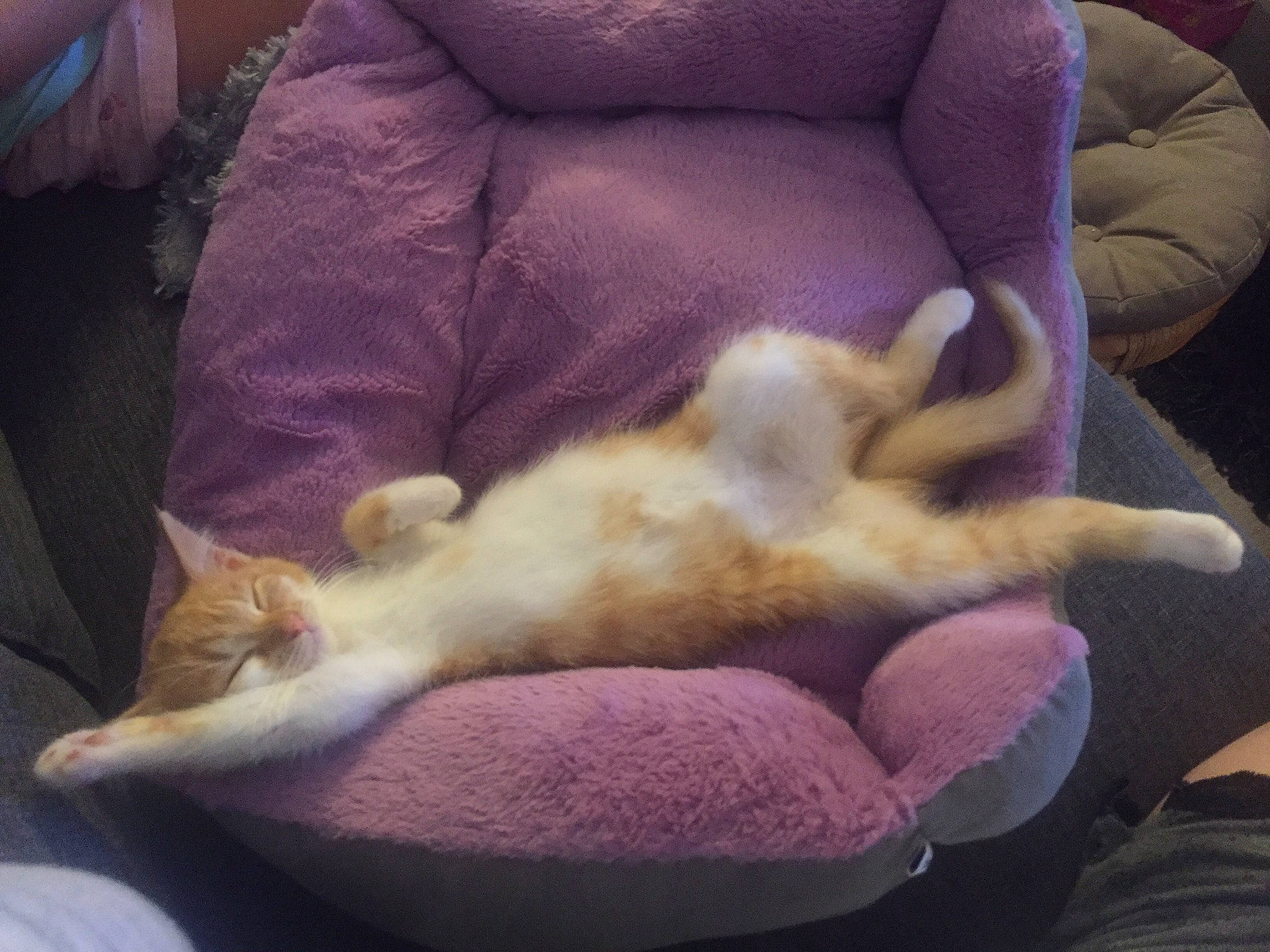 Nuggets a rejoint le concours — aidez-le/la à gagner de superbes lots ! canidae, carnivore, cat, cloud, comfort, companion_dog, couch, dog_breed, domestic_short_haired_cat, fawn, felidae, fur, lap, linens, paw, purple, small_to_medium_sized_cats, sporting_group, tail, whiskers