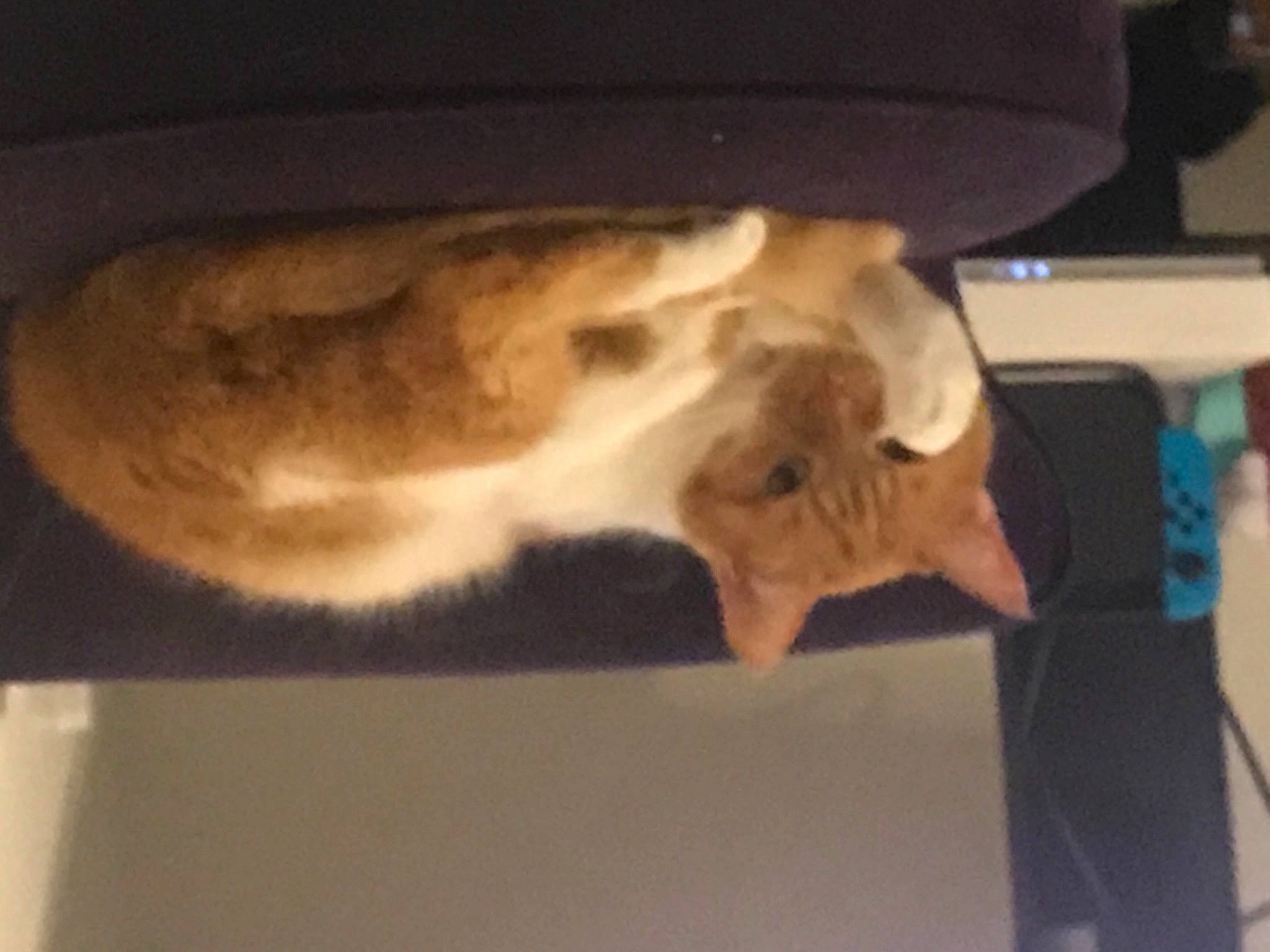 Nuggets a rejoint le concours — aidez-le/la à gagner de superbes lots ! carnivore, cloud, companion_dog, dog_breed, ear, fawn, felidae, fur, gesture, jaw, mammal, plant, small_to_medium_sized_cats, snout, sporting_group, tail, tree, vertebrate, whiskers, wood