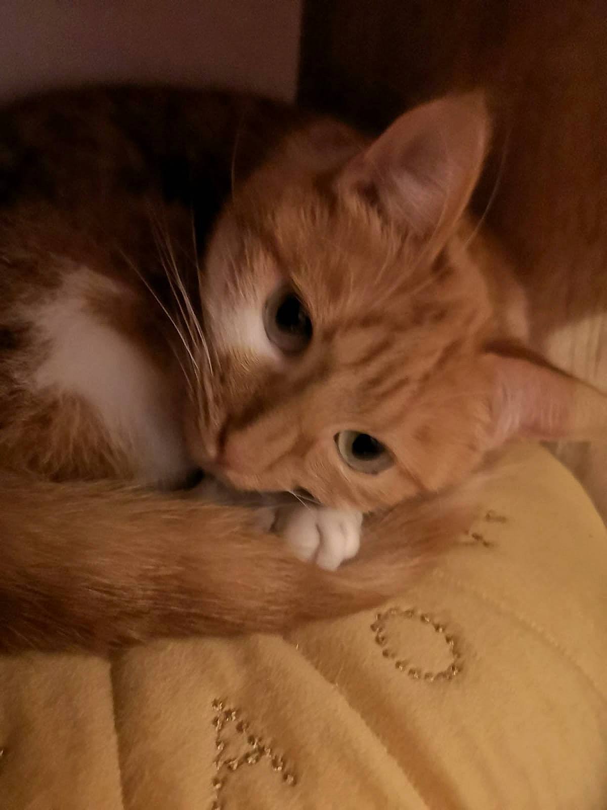 Nuggets participe au concours pour gagner de l'argent avec cette photo : bed, carnivore, cat, claw, cloud, comfort, domestic_short_haired_cat, ear, eye, fawn, felidae, flooring, fur, hardwood, paw, small_to_medium_sized_cats, snout, tail, whiskers, wood