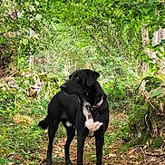 Tawak participe au concours pour gagner de l'argent avec cette photo : alert, animal, black_dog, canine, collar, dog, forest, greenery, ground, leaves, moss, nature, outdoor, path, pet, rocks, sunlight, trees, walking, woods