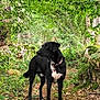alert, animal, black_dog, canine, collar, dog, forest, greenery, ground, leaves, moss, nature, outdoor, path, pet, rocks, sunlight, trees, walking, woods