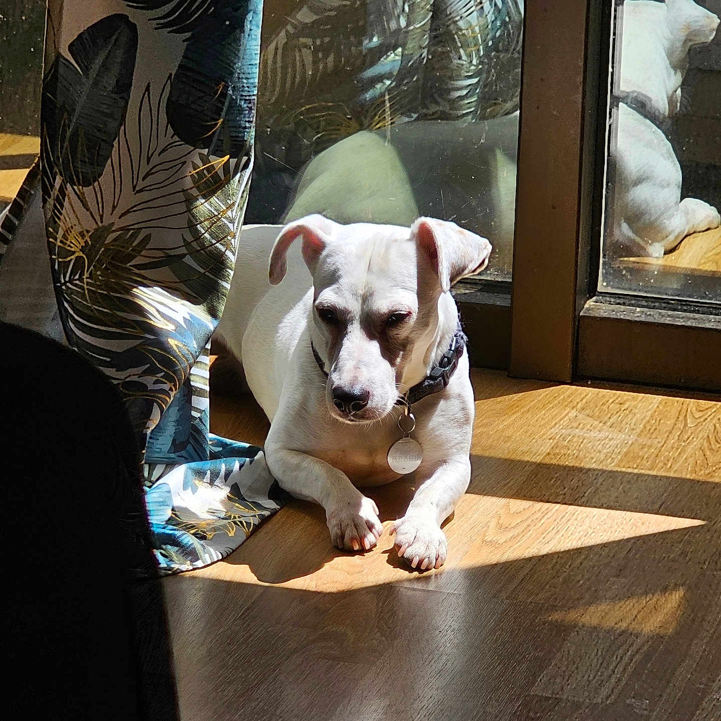 Paco participe au concours pour gagner de l'argent avec cette photo : animal, architecture, bear, boxer, building, bulldog, canine, couch, dog, frenchbulldog, furniture, hardwood, indoors, interiordesign, pet, pitbull, puppy, whitedog, window, wood