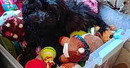 Stella is registered to the contest to win money with this photo: animal, black_dog, colorful, container, cozy, cushion, cute, dog, fabric, floor, furry, home, indoor, pet, plastic_bin, playful, relaxed, small_dog, stuffed_toy, toy