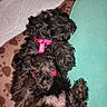 animal, black_dog, blanket, brown_blanket, cozy, cute, dog, domestic_animal, fluffy, fur, harness, indoors, pet, pink_harness, puppy, relaxed, resting, sleeping, small_dog, teal_blanket
