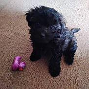Stella joined the competition — help win amazing prizes! animal, black_fur, carpet, cute, dog, ears, eyes, fluffy, fur, home, indoor, looking_up, nose, pet, playful, puppy, sitting, small, tail, toy
