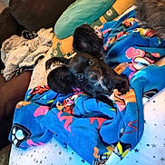 Diki is registered to the contest to win money with this photo: animal, bed, black_dog, blanket, blue_blanket, cartoon_characters, colorful, comfort, couch, cozy, dog, ears, fur, home, indoor, pet, pillow, resting, small_dog, star_pattern