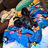 animal, bed, black_dog, blanket, blue_blanket, cartoon_characters, colorful, comfort, couch, cozy, dog, ears, fur, home, indoor, pet, pillow, resting, small_dog, star_pattern