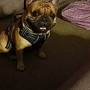 Champ joined the competition — help win amazing prizes! dog, french_bulldog, indoor, carpet, couch, blanket, pet, brown_dog, harness, smiling, canine, animal, companion, home, floor, cute, sitting, ears, fur, domestic