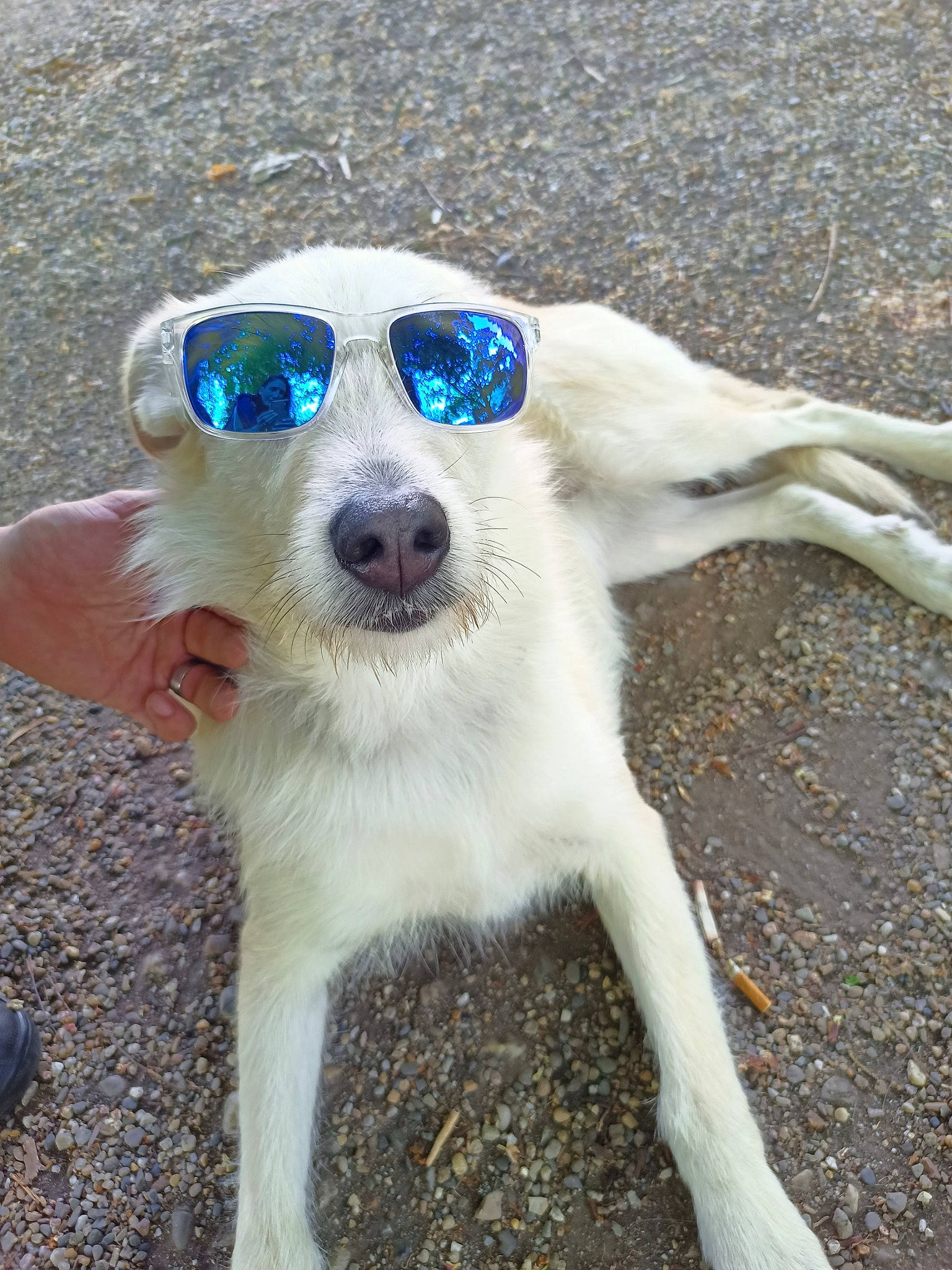 Chanel a rejoint le concours — aidez-le/la à gagner de superbes lots ! canidae, carnivore, companion_dog, dog, dog_breed, dog_collar, electric_blue, eyewear, fawn, fur, glasses, goggles, mammal, snout, sporting_group, sunglasses, tail, vertebrate, whiskers, working_animal