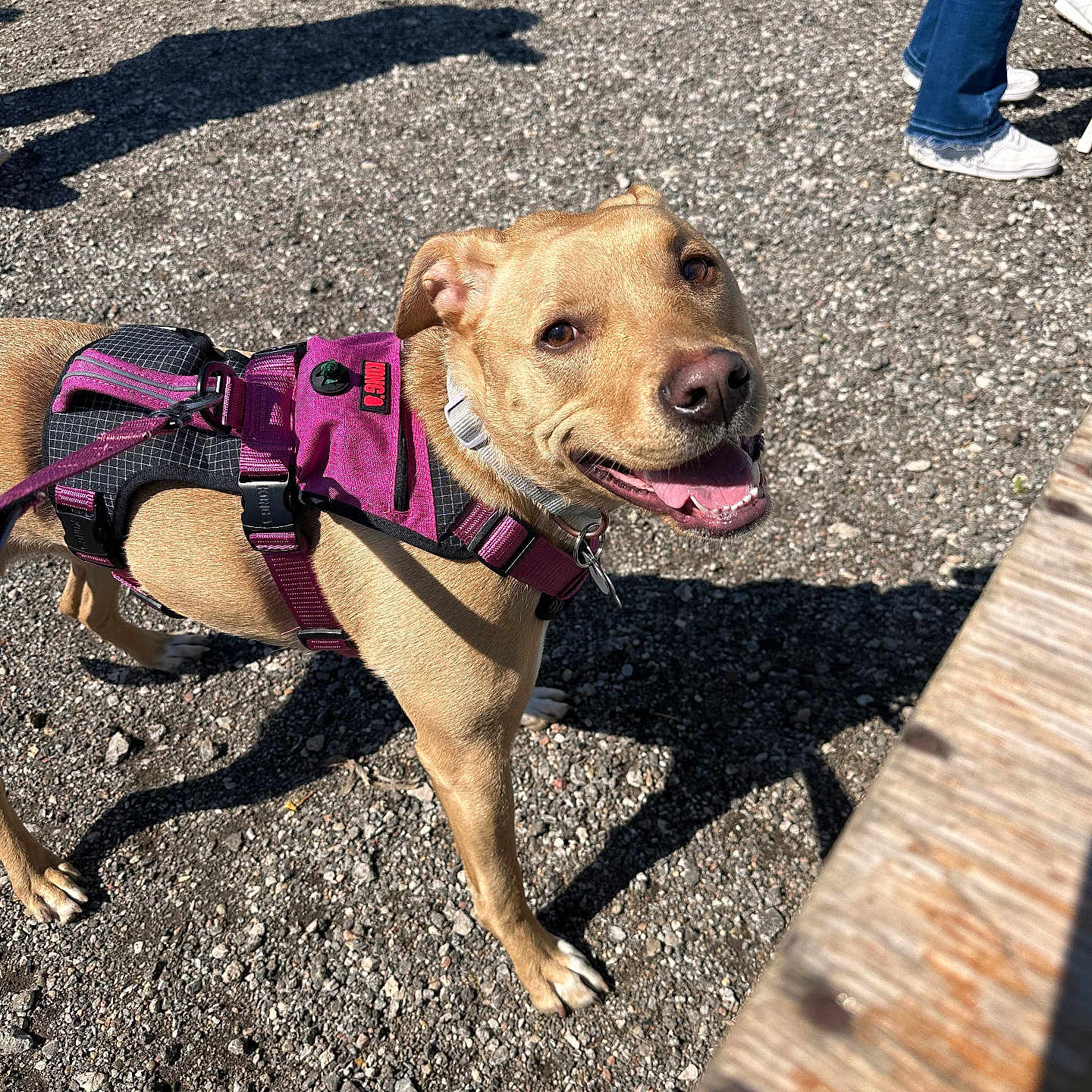 Lyla is registered to the contest to win money with this photo: animal, canine, close_up, dog, feet, gravel, happy, harness, jeans, leash, outdoor, people, pet, purple_harness, shadow, smiling_dog, sunny, tan_dog, walking, white_shoes