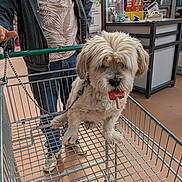Mia participe au concours pour gagner de l'argent avec cette photo : dog, shopping_cart, store, pet, leash, person, casual_clothing, floor, indoor, shelf, product, snack, popsicle, fur, animal, shopping, retail, leisure, cute, mammal