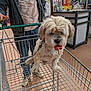 dog, shopping_cart, store, pet, leash, person, casual_clothing, floor, indoor, shelf, product, snack, popsicle, fur, animal, shopping, retail, leisure, cute, mammal