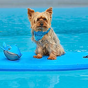 Micky Love a rejoint le concours — aidez-le/la à gagner de superbes lots ! dog, small_dog, yorkshire_terrier, bandana, blue_bandana, pool, water, floating_mat, toy, blue_toy, animal, pet, summer, outdoor, cute, sitting, fur, ears, playful, calm