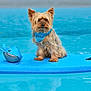 dog, small_dog, yorkshire_terrier, bandana, blue_bandana, pool, water, floating_mat, toy, blue_toy, animal, pet, summer, outdoor, cute, sitting, fur, ears, playful, calm