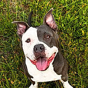 Prada is registered to the contest to win money with this photo: dog, pit_bull, black_and_white, sitting, outdoor, grass, meadow, flowers, happy, smiling, open_mouth, tongue, ears, short_hair, pet, animal, portrait, front_view, nature, daylight