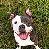 dog, pit_bull, black_and_white, sitting, outdoor, grass, meadow, flowers, happy, smiling, open_mouth, tongue, ears, short_hair, pet, animal, portrait, front_view, nature, daylight
