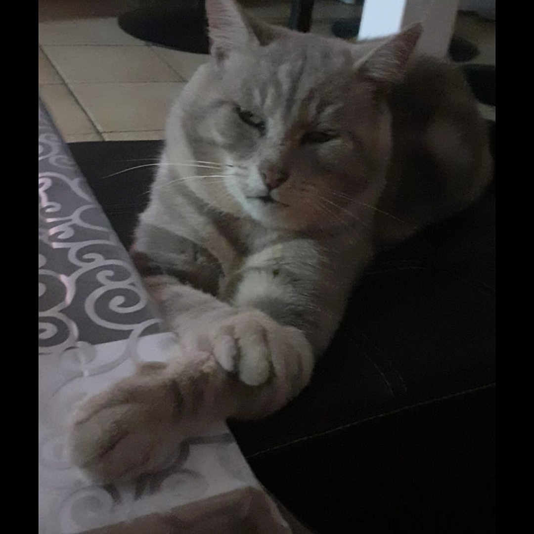 Tigrou