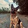 Lady participe au concours pour gagner de l'argent avec cette photo : dog, german_shepherd, pet, animal, outdoor, grass, gravel, tree, nature, sky, cloud, sitting, tongue_out, head_tilt, canine, fur, ears, friendly, companion, playful