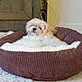 Milo joined the competition — help win amazing prizes! dog, pet_bed, small_dog, fluffy, indoor, carpet, wooden_cabinet, cozy, resting, furniture, white_fur, brown_bed, home_interior, relaxing, cute, domestic_animal, companion, animal, quiet, comfort