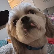 Milo joined the competition — help win amazing prizes! dog, close_up, indoor, pet, fluffy, curious, canine, collar, fur, cute, companion, animal, living_room, carpet, couch, mirror, door, wall, television, pillows