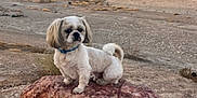 Milo is registered to the contest to win money with this photo: dog, white_dog, rock, desert, outdoor, landscape, blue_collar, pet, animal, nature, sky, clouds, sunset, small_dog, fur, tail, quiet, scenic, adventure, cute