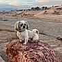 dog, white_dog, rock, desert, outdoor, landscape, blue_collar, pet, animal, nature, sky, clouds, sunset, small_dog, fur, tail, quiet, scenic, adventure, cute
